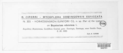 Hormodendrum image